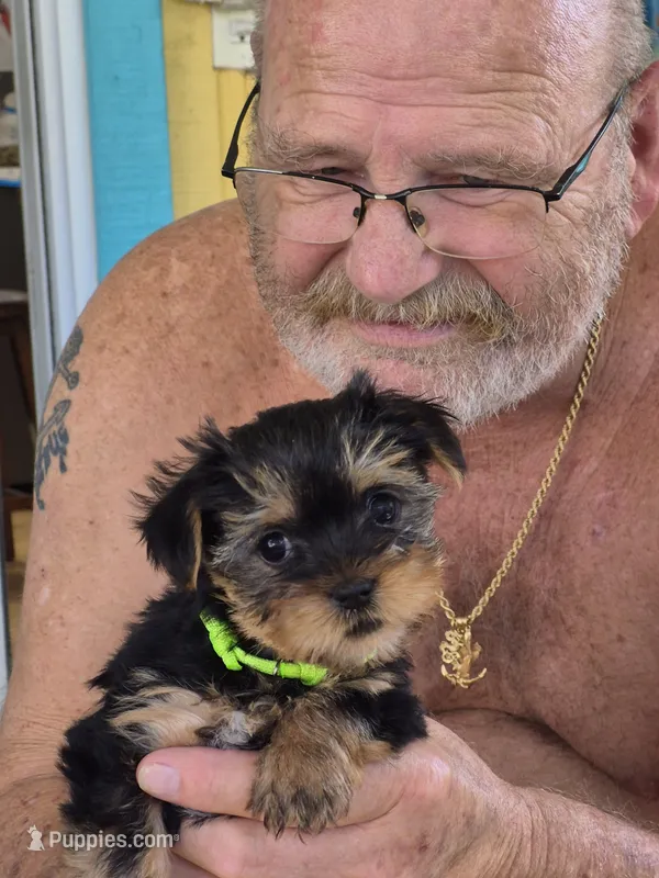 Itty-Bitty – Yorkshire Terrier puppy for sale in Palm Coast, FL