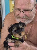 Itty-Bitty, a female Yorkshire Terrier for sale in Palm Coast, FL – 3 of 10