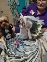 Mellow Yellow  (docked), a female Yorkshire Terrier for sale in Palm Coast, FL – 10 of 10