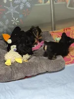 Mellow Yellow  (docked), a female Yorkshire Terrier for sale in Palm Coast, FL – 5 of 10