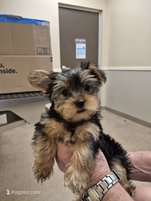 Itty-Bitty – Yorkshire Terrier puppy for sale in Palm Coast, FL