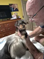 Itty-Bitty, a female Yorkshire Terrier for sale in Palm Coast, FL – 2 of 10