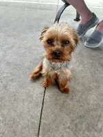 Itty-Bitty, a female Yorkshire Terrier for sale in Palm Coast, FL – 7 of 10