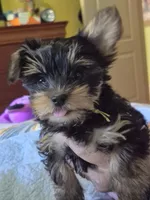 Mellow Yellow  (docked), a female Yorkshire Terrier for sale in Palm Coast, FL – 2 of 10