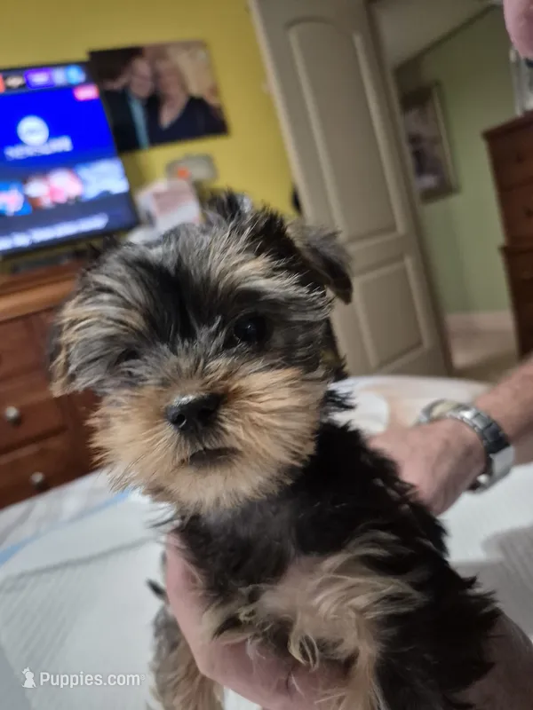 Itty-Bitty – Yorkshire Terrier puppy for sale in Palm Coast, FL