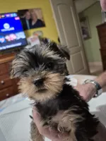 Itty-Bitty, a female Yorkshire Terrier for sale in Palm Coast, FL – 1 of 10
