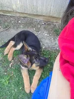Photo of Nova 