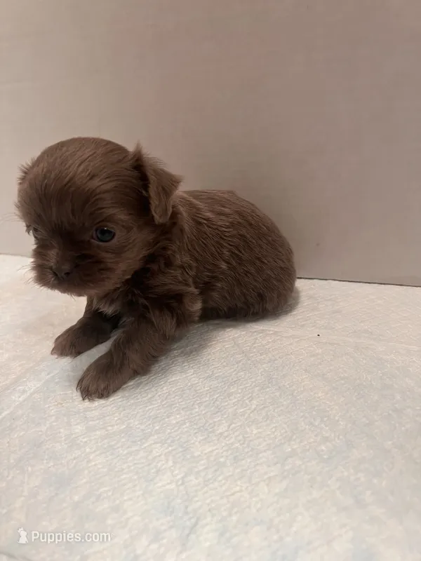 Chole – Chihuahua, Shih Tzu puppy for sale in Tomball, TX