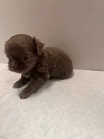 Chole, a female Chihuahua and Shih Tzu for sale in Tomball, TX – 1 of 5