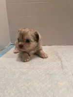 Kiki, a female Chihuahua and Shih Tzu for sale in Tomball, TX – 3 of 4
