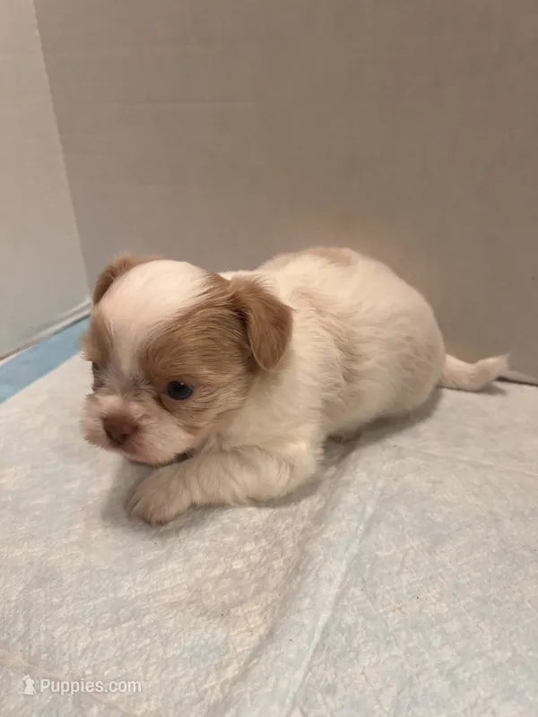 Simba – Chihuahua, Shih Tzu puppy for sale in Tomball, TX