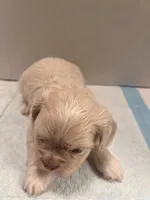 Winston, a male Chihuahua and Shih Tzu for sale in Tomball, TX – 3 of 4