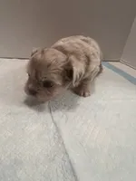 Kiki, a female Chihuahua and Shih Tzu for sale in Tomball, TX – 2 of 4