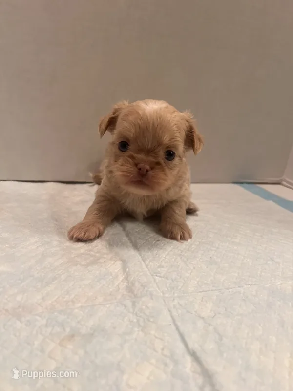 Baxter – Chihuahua, Shih Tzu puppy for sale in Tomball, TX