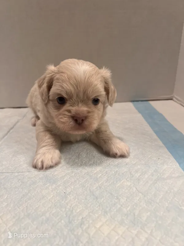 Winston – Chihuahua, Shih Tzu puppy for sale in Tomball, TX