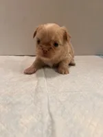 Baxter, a male Chihuahua and Shih Tzu for sale in Tomball, TX – 2 of 3