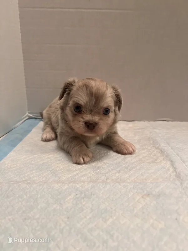 Kiki – Chihuahua, Shih Tzu puppy for sale in Tomball, TX