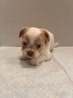 Simba, a male Chihuahua and Shih Tzu for sale in Tomball, TX – 4 of 5