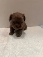 Chole, a female Chihuahua and Shih Tzu for sale in Tomball, TX – 3 of 5