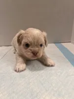 Winston, a male Chihuahua and Shih Tzu for sale in Tomball, TX – 2 of 4