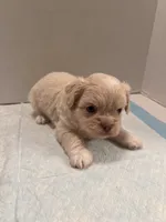 Winston, a male Chihuahua and Shih Tzu for sale in Tomball, TX – 4 of 4