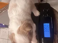 Simba, a male Chihuahua and Shih Tzu for sale in Tomball, TX – 2 of 5