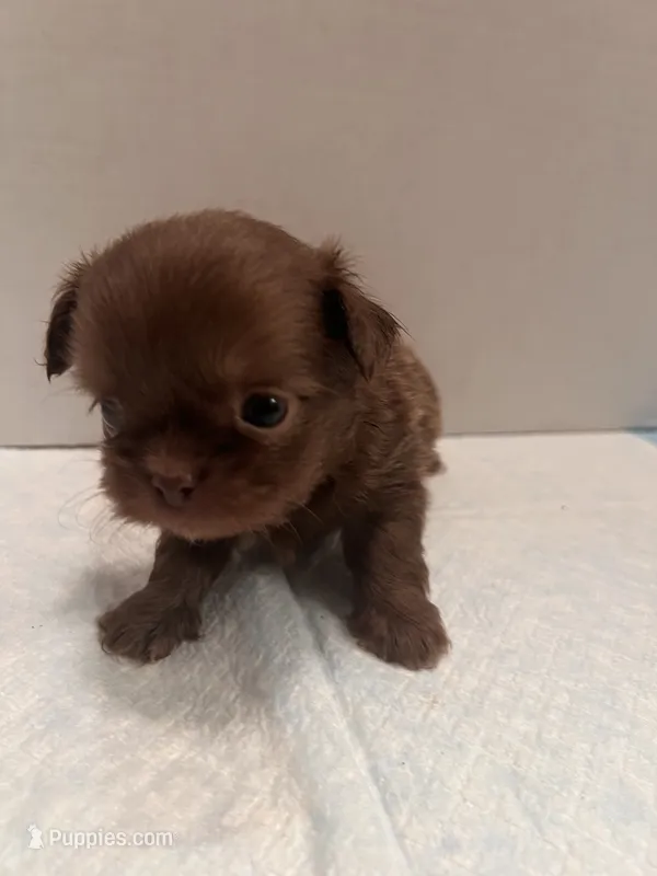Sawyer – Chihuahua, Shih Tzu puppy for sale in Tomball, TX