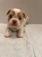 Simba, a male Chihuahua and Shih Tzu for sale in Tomball, TX – 5 of 5
