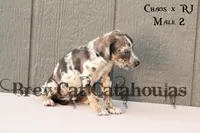 CR-M2, a male Catahoula Leopard Dog for sale in Timpson, TX – 2 of 3
