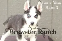 Loki F3, a female Siberian Husky for sale in Timpson, TX – 2 of 3
