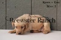 KG-M1, a male Labrador Retriever for sale in Timpson, TX – 3 of 3