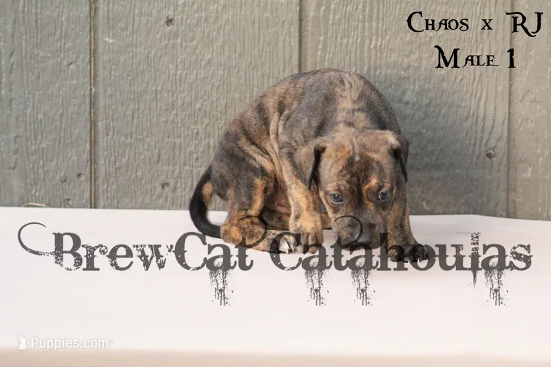 CR-M1 – Catahoula Leopard Dog puppy for sale in Timpson, TX