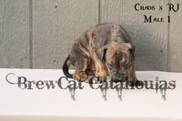 CR-M1, a male Catahoula Leopard Dog for sale in Timpson, TX – 1 of 3