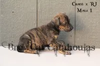 CR-M1, a male Catahoula Leopard Dog for sale in Timpson, TX – 3 of 3