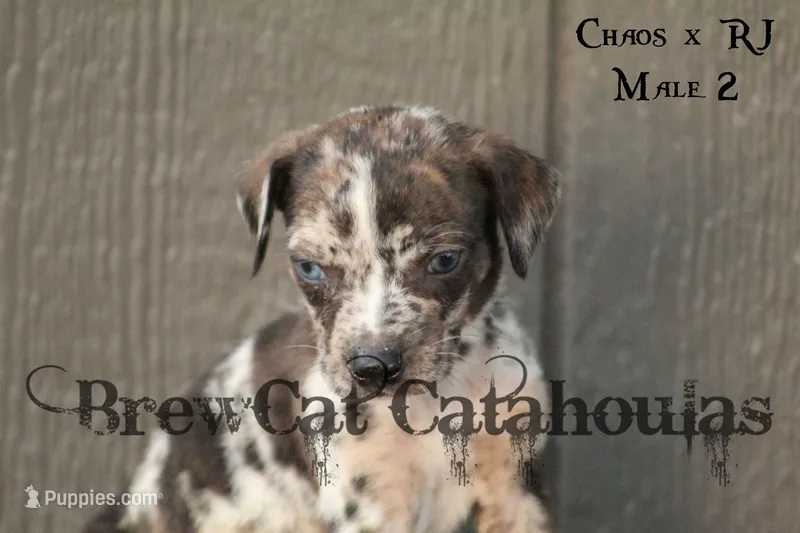 CR-M2 – Catahoula Leopard Dog puppy for sale in Timpson, TX