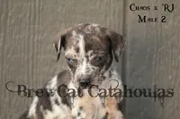 CR-M2, a male Catahoula Leopard Dog for sale in Timpson, TX – 1 of 3