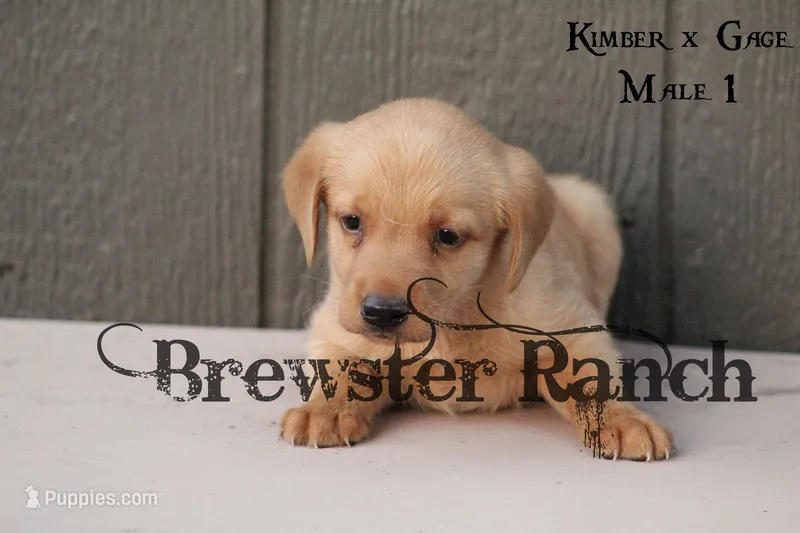 KG-M1 – Labrador Retriever puppy for sale in Timpson, TX
