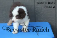 TB-F1, a female Australian Shepherd for sale in Timpson, TX – 2 of 3