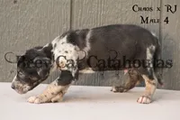 CR-M4, a male Catahoula Leopard Dog for sale in Timpson, TX – 2 of 3