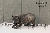 CR-M3, a male Catahoula Leopard Dog for sale in Timpson, TX – 2 of 3