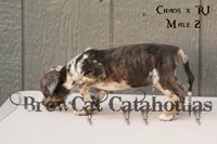 CR-M2, a male Catahoula Leopard Dog for sale in Timpson, TX – 3 of 3