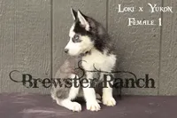 Loki F1, a female Siberian Husky for sale in Timpson, TX – 2 of 3