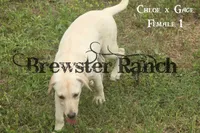 Chloe F1, a female Labrador Retriever for sale in Timpson, TX – 2 of 2