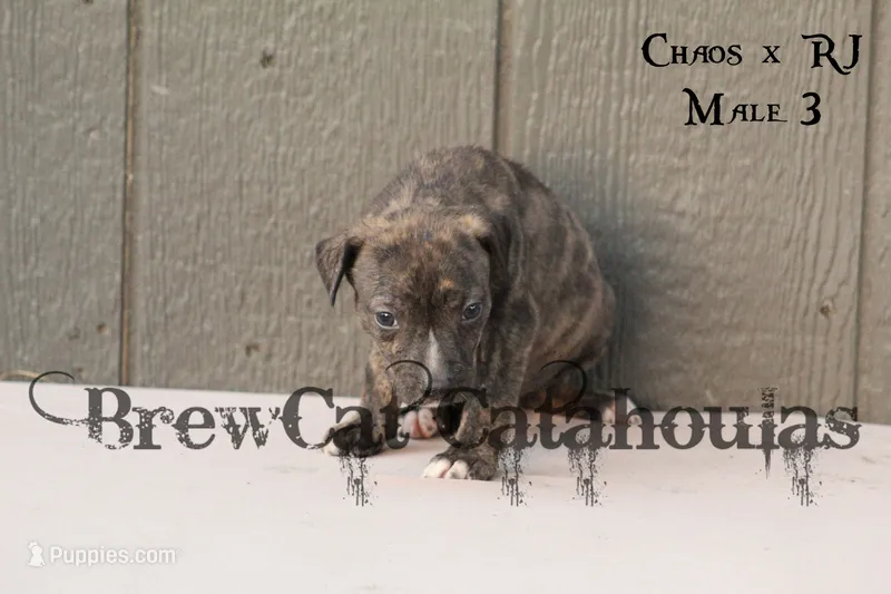 CR-M3 – Catahoula Leopard Dog puppy for sale in Timpson, TX