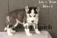 Loki M1, a male Siberian Husky for sale in Timpson, TX – 2 of 3