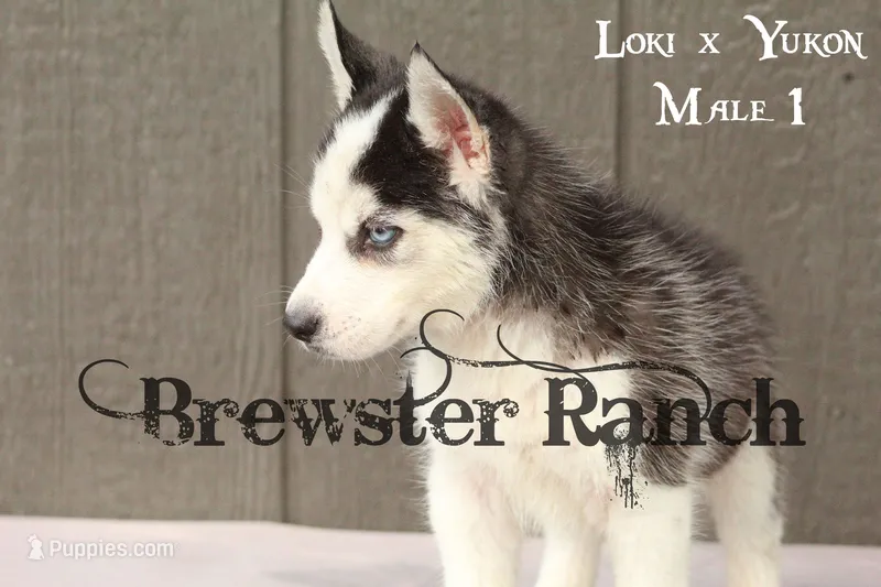 Loki M1 – Siberian Husky puppy for sale in Timpson, TX