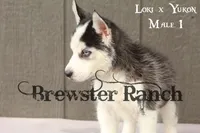 Loki M1, a male Siberian Husky for sale in Timpson, TX – 1 of 3