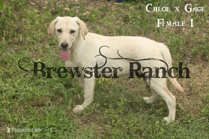 Chloe F1 – Labrador Retriever puppy for sale in Timpson, TX