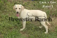 Chloe F1, a female Labrador Retriever for sale in Timpson, TX – 1 of 2