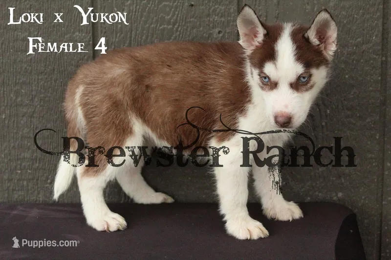 Loki F4 – Siberian Husky puppy for sale in Timpson, TX
